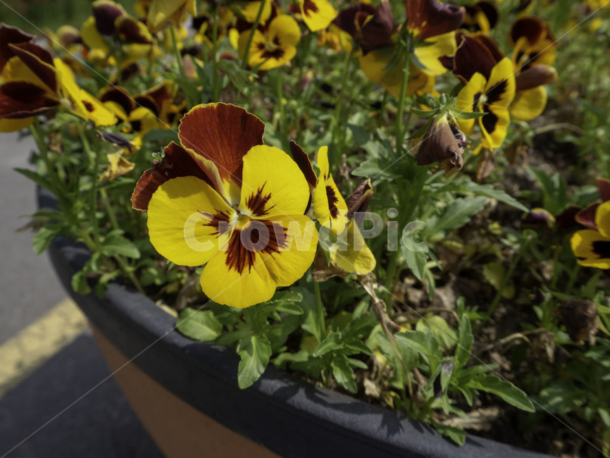 수목원,botanicalgarden,팬지,삼색제비꽃,violatricolorvarhortenisis,노란제비꽃,꽃,flowers,식물,plant,식물,자연,plants,nature,꽃,flower