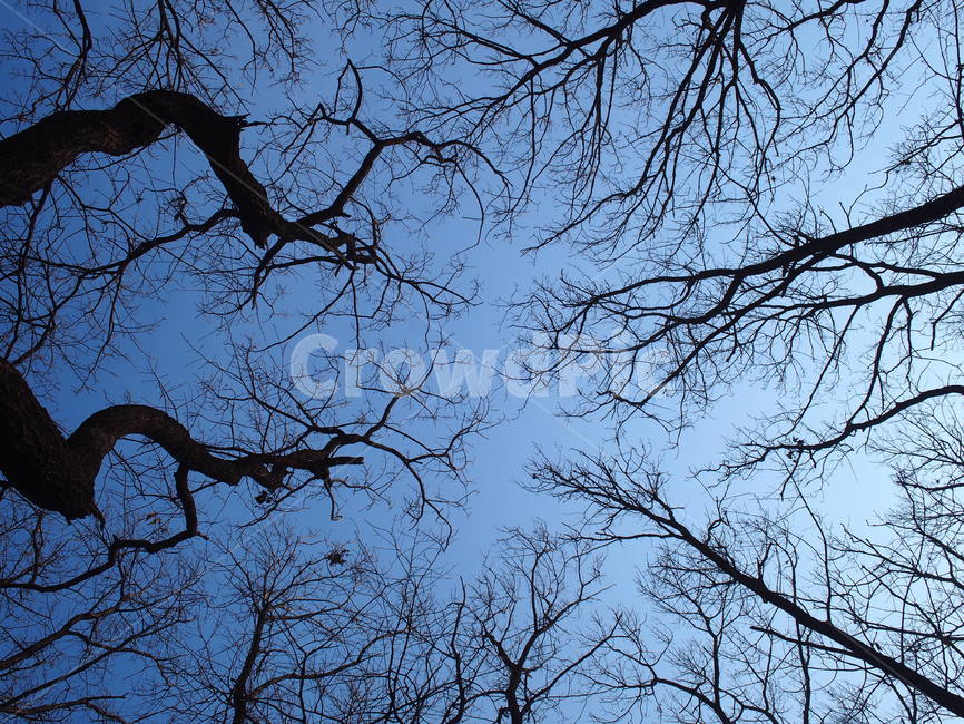 tree branch,tree,winter,winter tree,bare