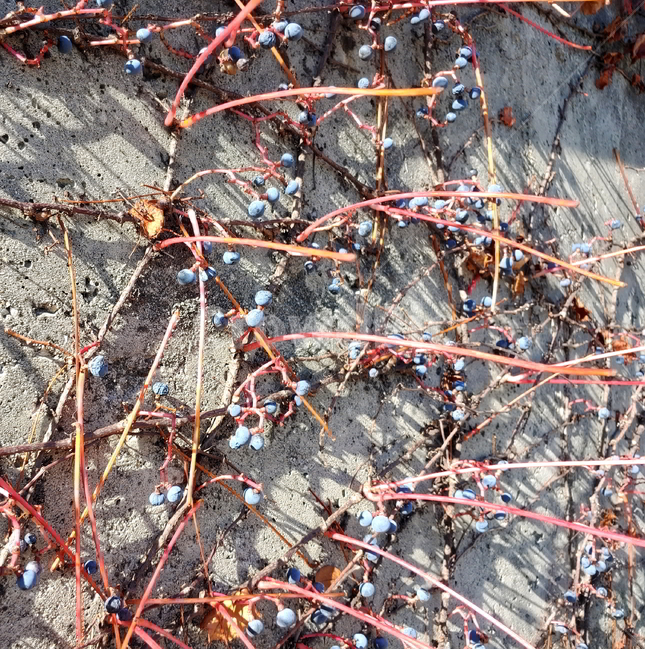 담쟁이,넝쿨,가을,식물,나무,식물,자연,plants,nature