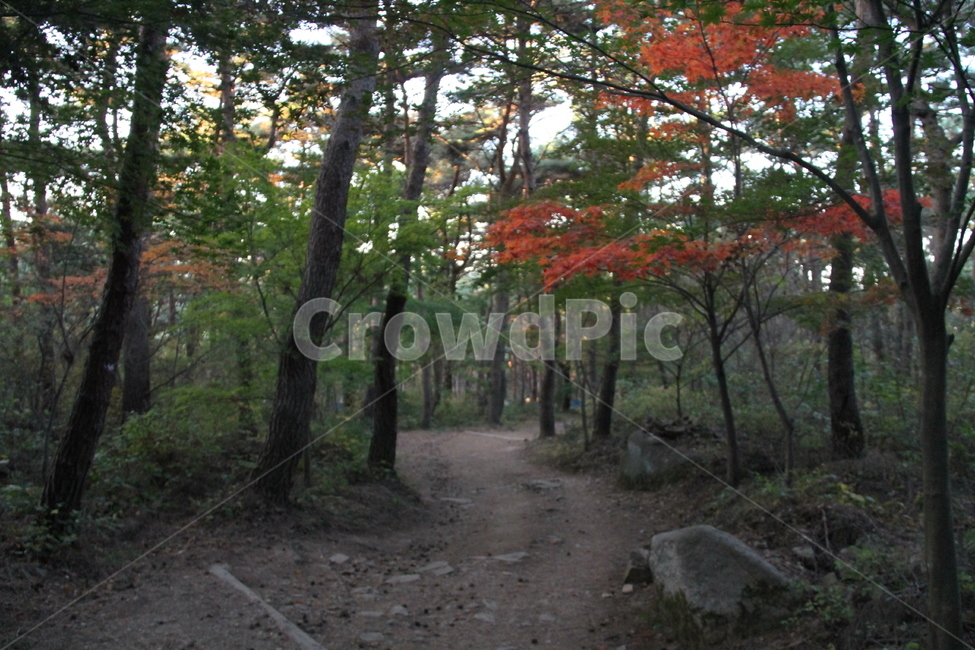 나무,식물,가을,산,단풍,길