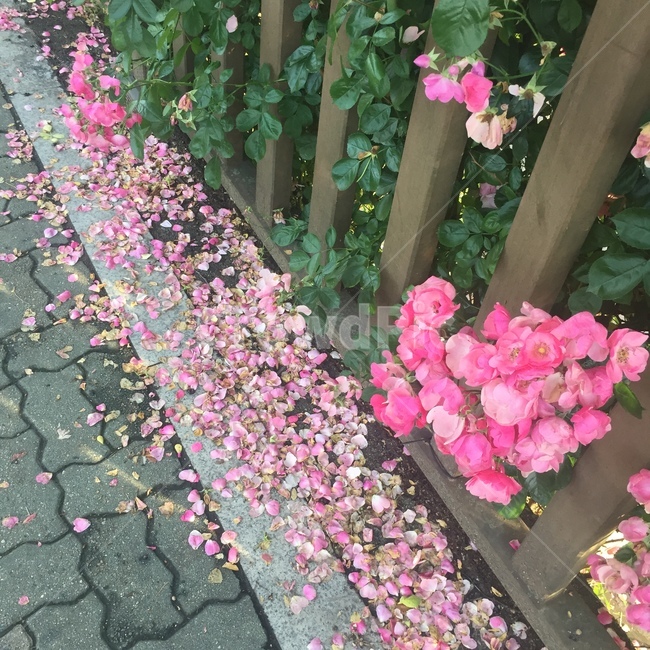 꽃,꽃잎,분홍,핑크,장미