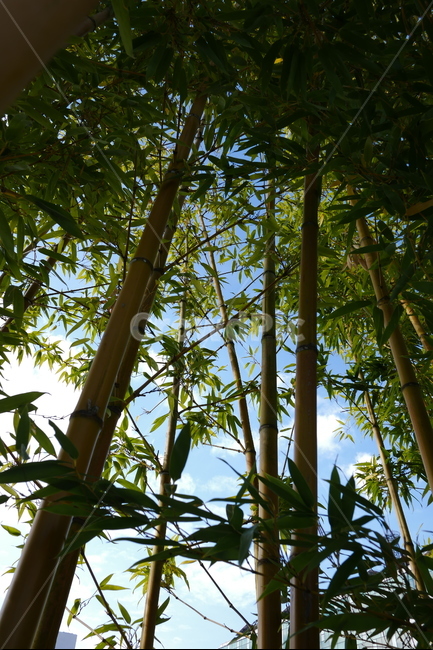 대나무,대,대나무숲,대잎,대숲,숲,식물,자연,plants,nature,나무,trees,wood