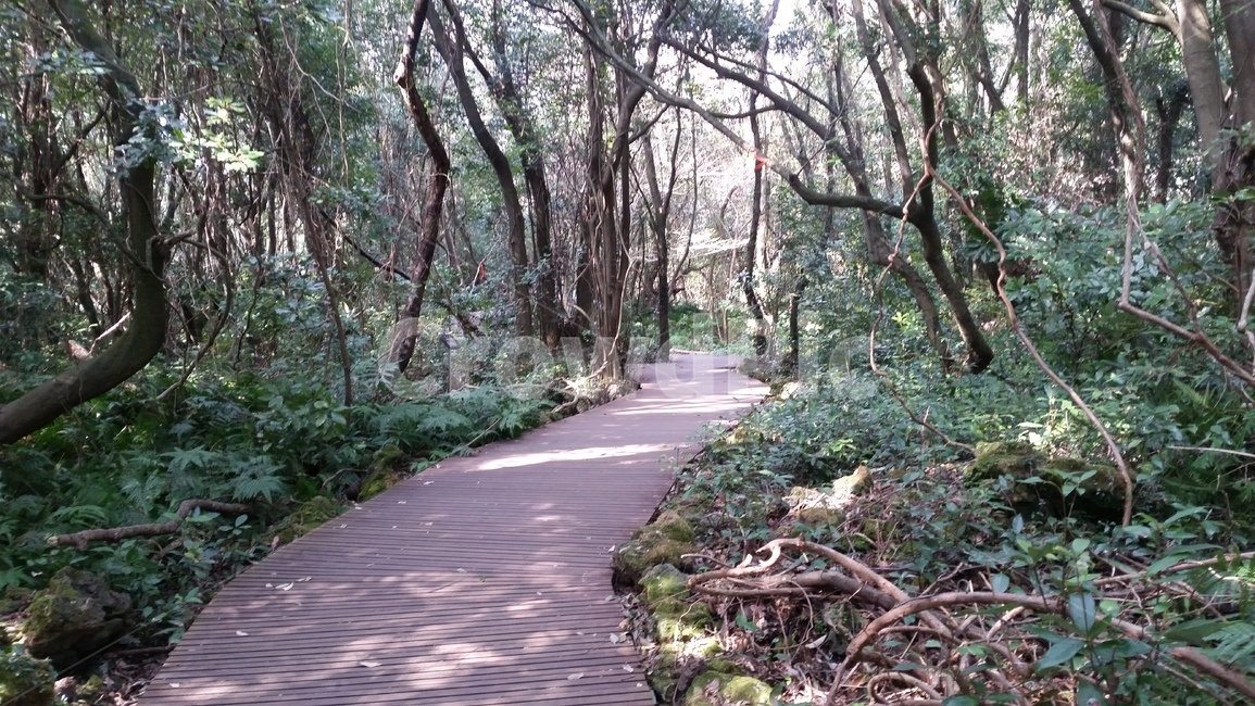 나무,숲,산책,바위,산책로,tree,식물,wood,forest,덤불숲,삼림지대,thicket,grove,woodland,walk,trail,오솔길,path