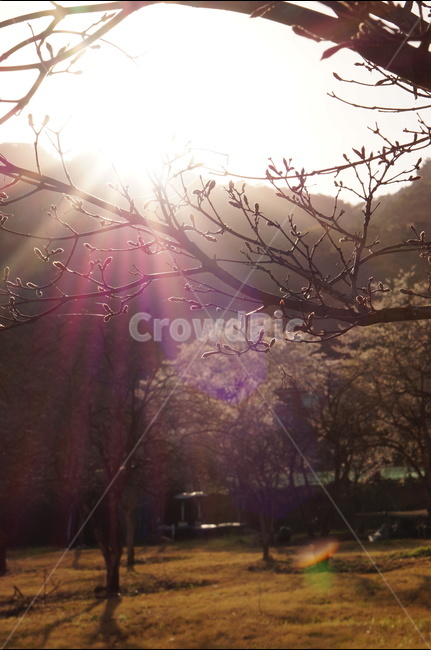 석양,나무,노을,맑음,강렬함,봄,봄,계절,spring,season,자연,풍경,nature,landscape,flare,플레어,light,빛