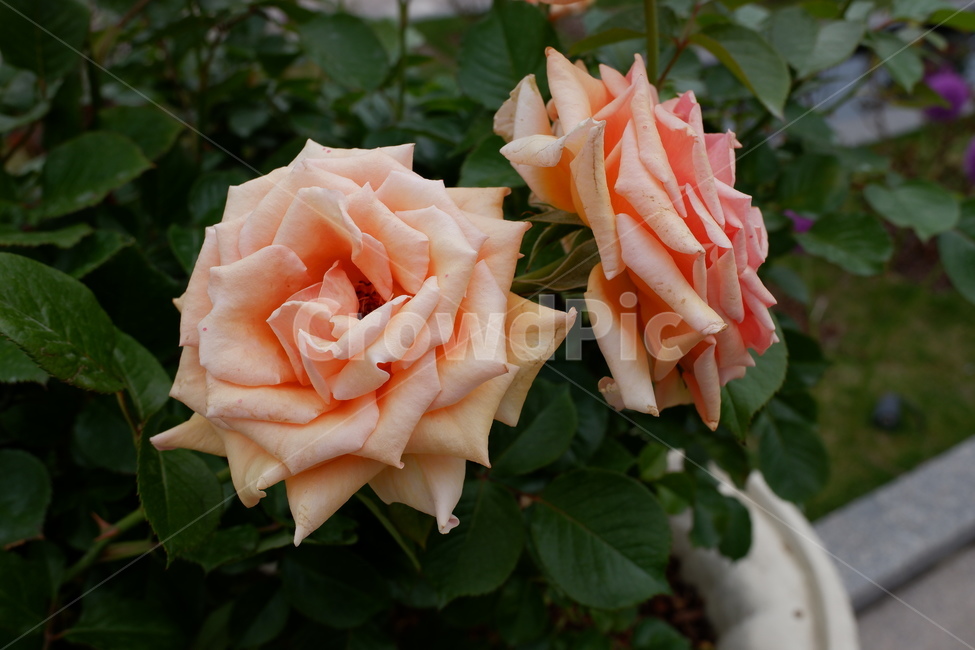 장미,분홍장미,rose,꽃,flower