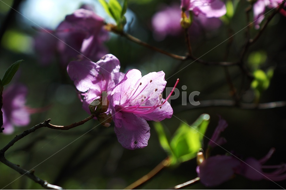 역광,역광꽃사진,진달래,자연,꽃,봄,계절,spring,season,식물,자연,plants,nature,꽃,flower,blossom,geranium,제라늄,plant