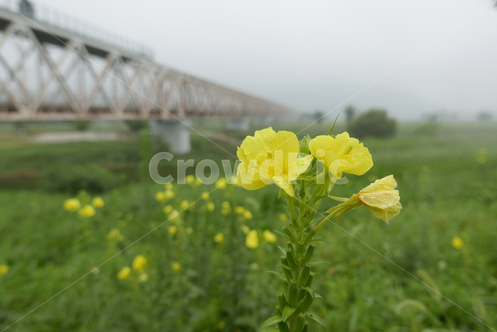 목초지,field,들,달맞이꽃,기차길,노랑,식물,자연,plants,nature,꽃,flower