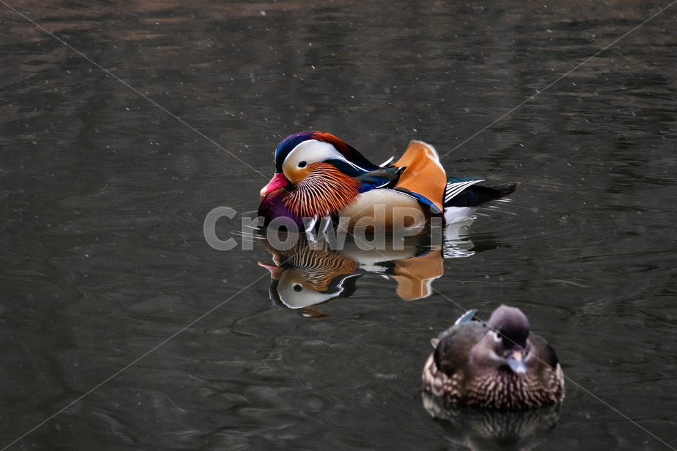 원앙,새,동물,호수,화려함,동물,animal,조류,새,birds