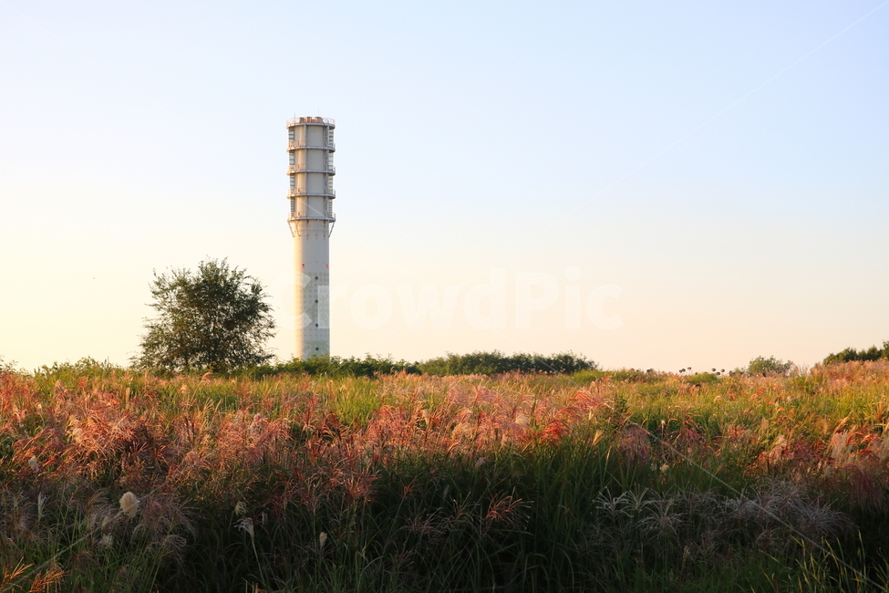 억새,억새풀,식물,자연,가을,벼과,억새축제,하늘공원,상암동,공원,가을,계절,fall,autumn,season,자연,풍경,nature,landscape,tower,탑,architecture,건축물,building,건물