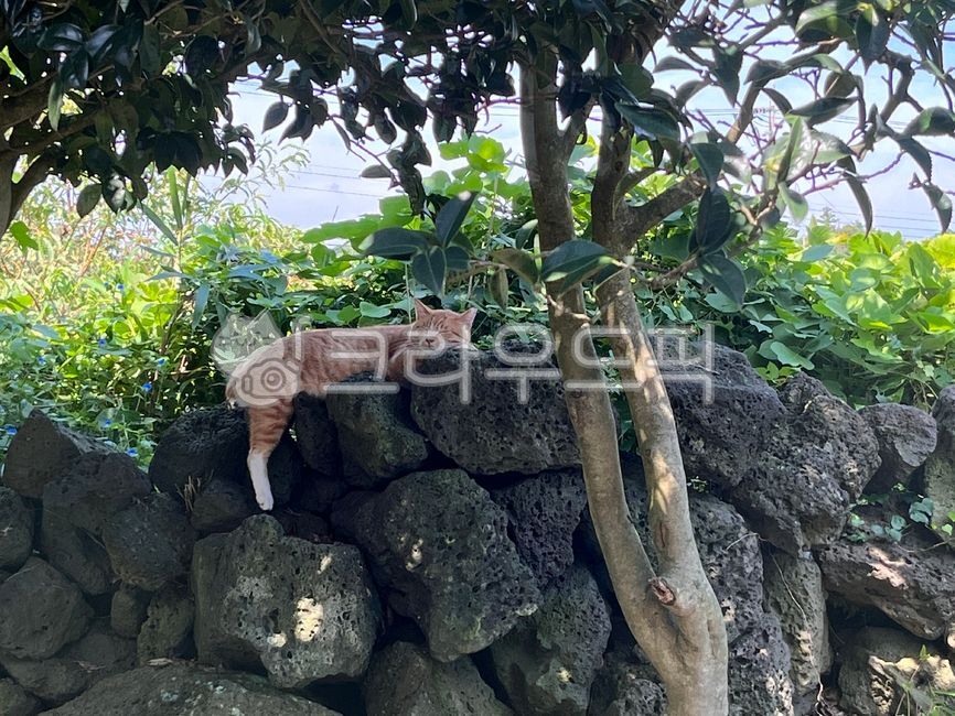 rock,stray cat,cat,peace,Jeju Island Stone Wall,jeju island,stonewall