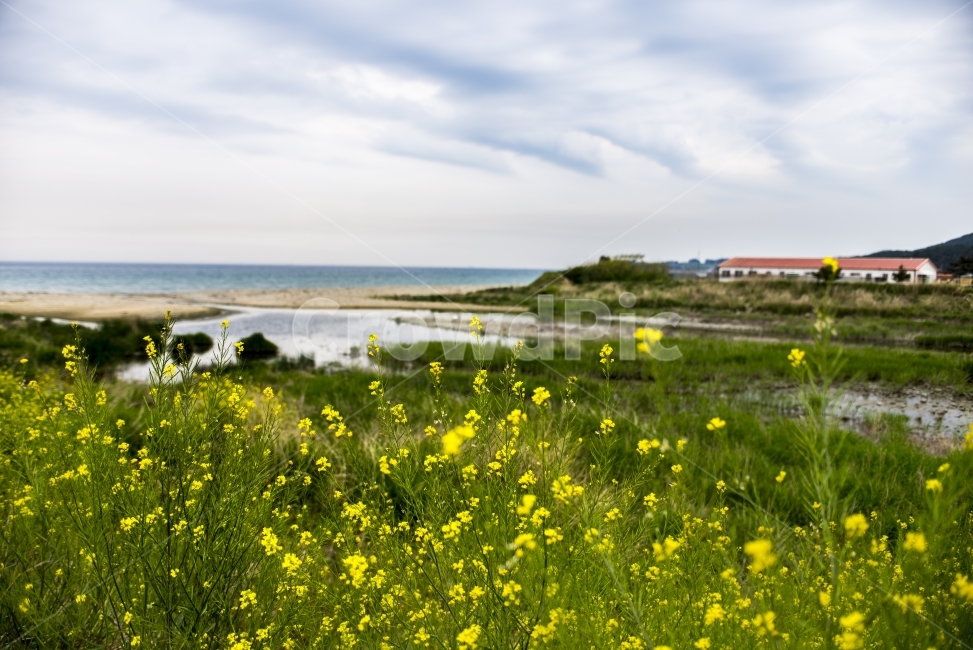 풍경,바다,꽃,landscape,sea,건물,시골,자연,풍경,nature,landscape,식물,plants,꽃,flower,grassland,목초지,field,들,outdoors,옥외,rural,농촌,farm,농장,meadow