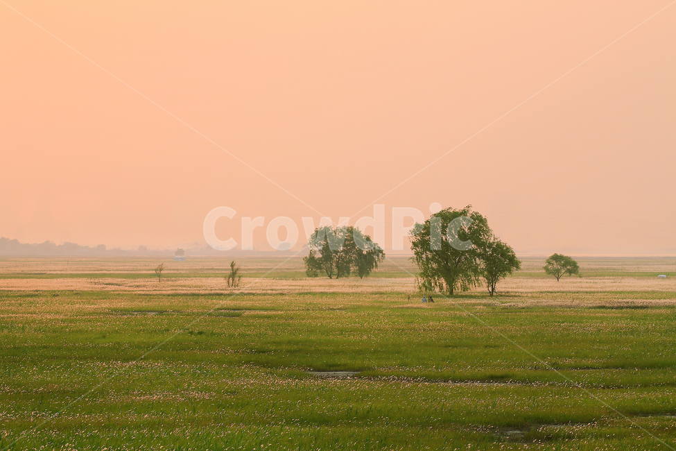 초원,석양,삘기,세량게티,grassland,황혼,우음도,자연,풍경,nature,landscape,outdoors,옥외,grassland,목초지,field,들