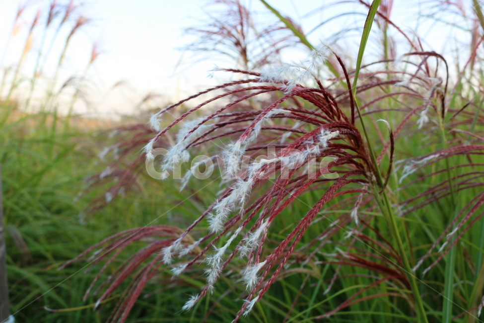 억새,억새풀,식물,자연,가을,벼과,가을,계절,fall,autumn,season,nature,ice,빙,outdoors,옥외,plant,grass,잔디