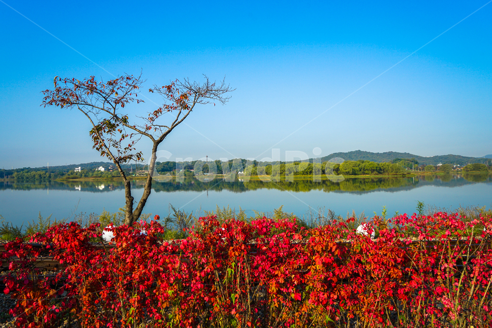 단풍,나무,호수,산,동산,하늘,화살나무,수변,가을,계절,fall,autumn,season,자연,풍경,nature,landscape,outdoors,옥외,land,땅,water,물
