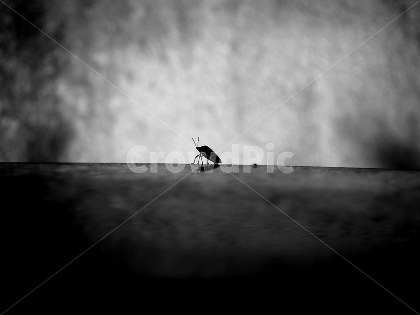 노린재,곤충,bug,벌레,방구벌레,더듬이,벅스라이프,흑백
