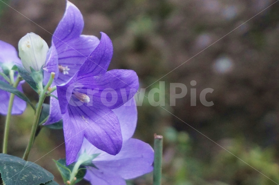꽃,식물,자연,보라색,여행,제주,제주도,flower,plant,puple,보라,color,힐링,휴식,감성,스냅,식물,자연,plants,nature,꽃,flower