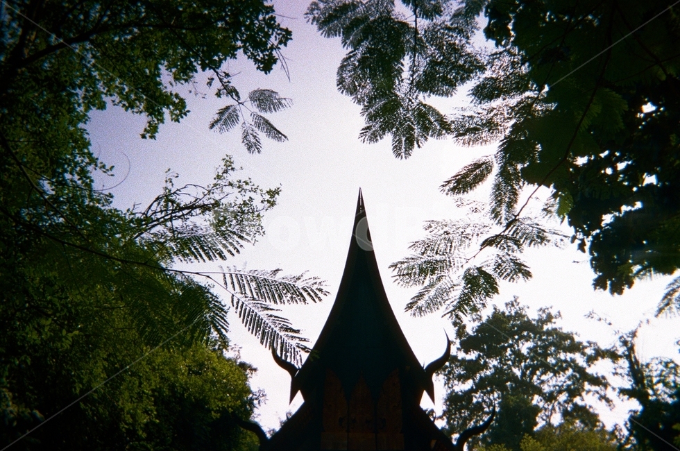 그림자,빛,나뭇잎,나무,여름,치앙마이,chiangmai,shadow