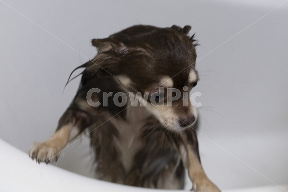 강아지,멍멍이,치와와,장모치와와,초코탄치와와,초코탄장모치와와,초코색강아지,갈색강아지,초코색치와와,목욕하는강아지,강아지목욕,반려동물,개,포유류,동물,animal,dog,chihuahua,동물,animal,포유류,mammal,개,강아지,dog,doggy