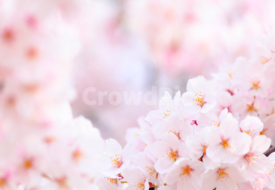 식물,꽃,벚꽃,봄,봄꽃,flower,cherryblossoms,화사함,감성사진,힐링,봄,계절,spring,season,plant