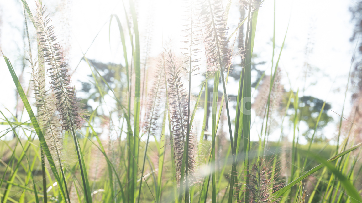grass,plant,식물,lawn,잔디,reed,갈대,갈대밭,햇살,햇빛,가을,식물,자연,plants,nature