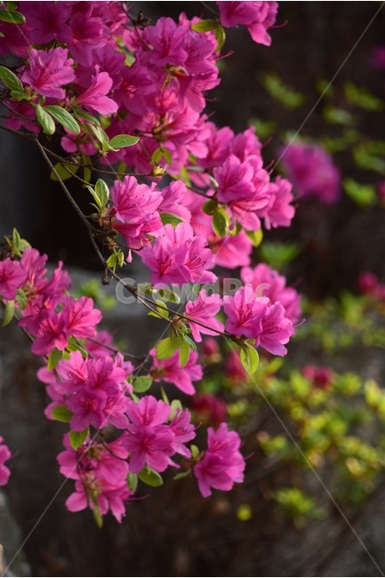 철쭉,봄,봄꽃,철쭉꽃,붉은철쭉,봄,계절,spring,season,식물,자연,plants,nature,꽃,flower,geranium,제라늄,blossom,plant
