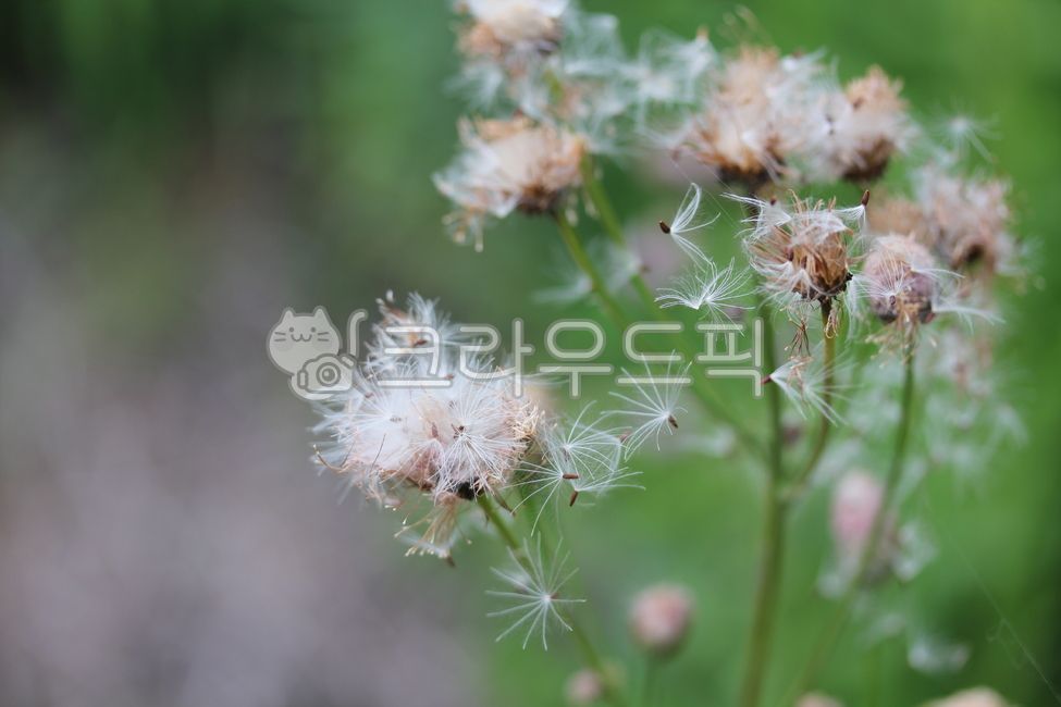 지칭개,꽃,꽃씨,자연,hemisteptialyrata,flower,flowerseed,nature,plant,식물