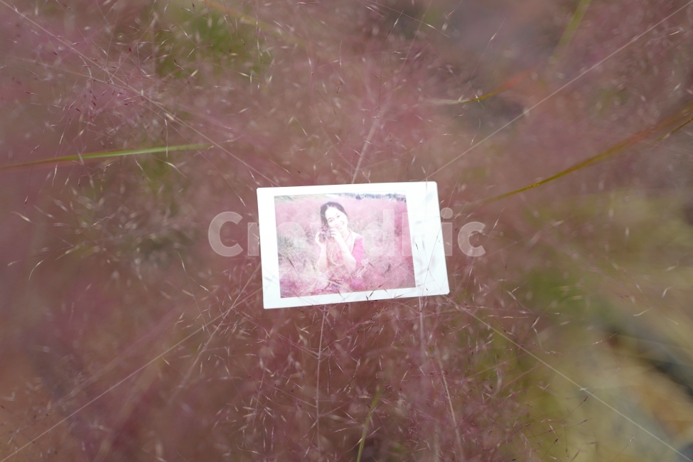 핑크뮬리,폴라로이드사진,폴라로이드,꽃,꽃밭,가을,계절,fall,autumn,season,식물,자연,plants,nature,감성,sensible,feeling