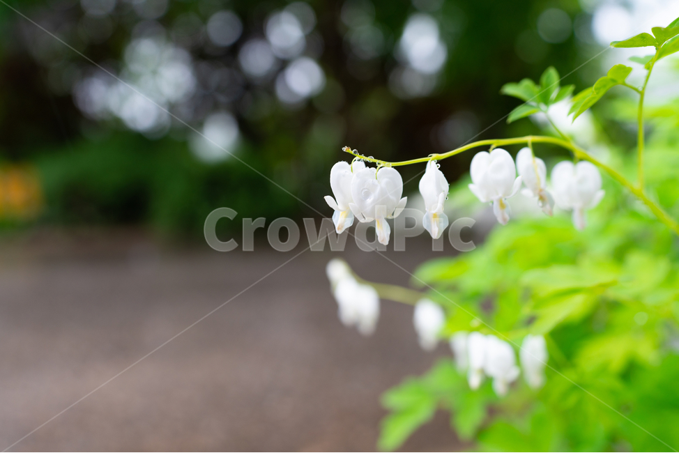 금낭화,꽃,dicentraspectabilis,자연,flower,natural,식물,자연,plants,nature,꽃,flower