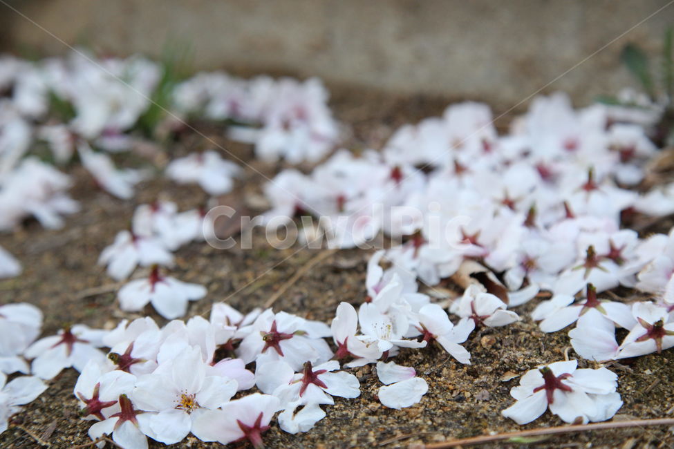 벚꽃,사쿠라,봄꽃,봄,spring,cherryblossom,계절,season,식물,자연,nature,꽃,flower,감성,sensible,feeling,야외,plants,blossom