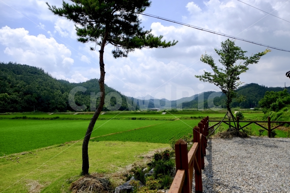 농촌,논,풍경,자연,시골,농사,여름,자연,풍경,nature,landscape,여름,계절,summer,season,시골,마을,country,rural,town,grassland,목초지,outdoors,옥외,field,들,road,도로,dirt road,흙길,gravel,자갈