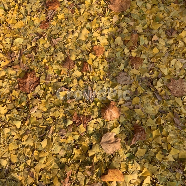 leaves,fallenleaves,autumn,fall,leaf,ground,단풍,은행잎,바닥,낙엽,가을,가을,계절,fall,autumn,season,식물,자연,plants,nature