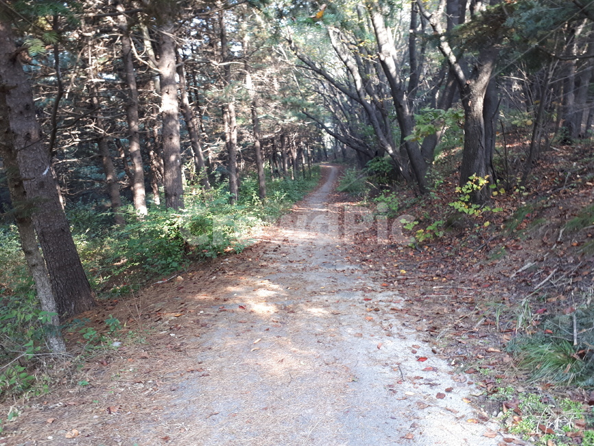 풍경,자연,산,나무,길,숲,landscape,nature,mountain,trees,road,forest,자연,풍경,nature,landscape,ground,바닥,tree,plant,식물,path,통로,tree trunk,나무 줄기