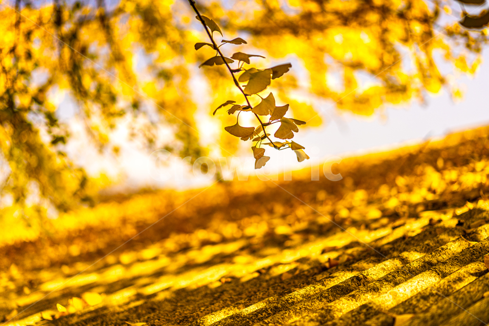 plant,식물,leaf,잎,은행,은행나무,ginkgo,가을,가을,계절,fall,autumn,season