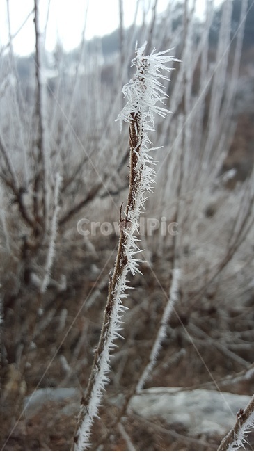 눈꽃,접사,소나무,눈,snowflake,겨울,계절,winter,season