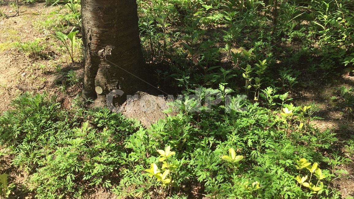 나무,자연,숲,풀,배경,자연,풍경,nature,landscape,식물,plants,plant,tree,tree trunk,나무 줄기