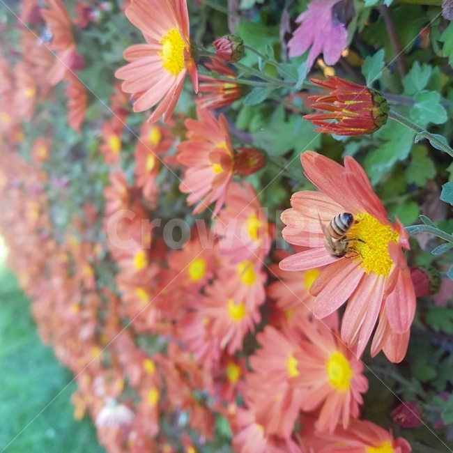 가을,꽃,국화,감성,동물,꿀벌,꿀,자연,flower,bee,color,식물,자연,plants,nature,꽃,flower,동물,animal,곤충,벌레,insect,bug