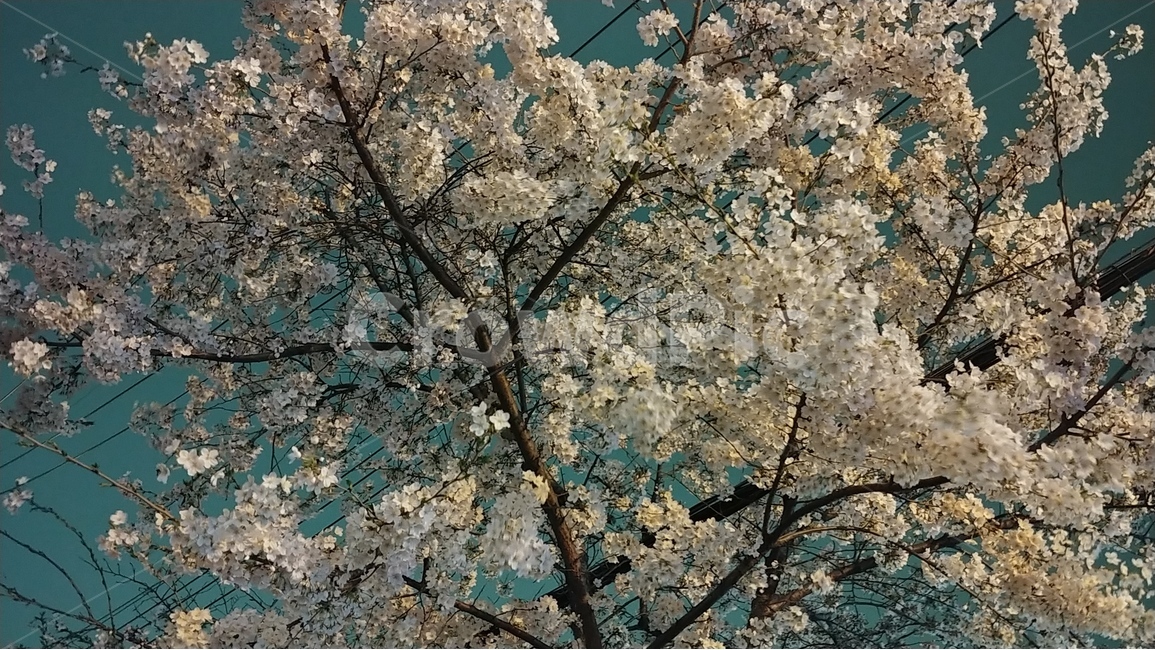 밤,벚꽃,나무,꽃,야경,봄,봄,계절,spring,season,야경,밤,풍경,nightscape,night,landscape,식물,자연,plants,nature,꽃,flower,나무,trees,wood,plant,blossom,cherry blossom