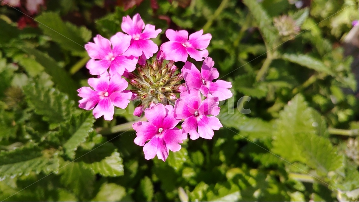 꽃,flower,spring,plants,nature,자연,봄,식물,pink,핑크꽃,식물,자연,plants,nature,꽃,flower
