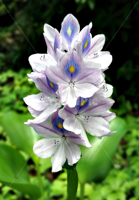 부레옥잠,부레옥잠꽃,waterhyacinth,외떡잎식물,여러해살이풀,eichhorniacrassipes