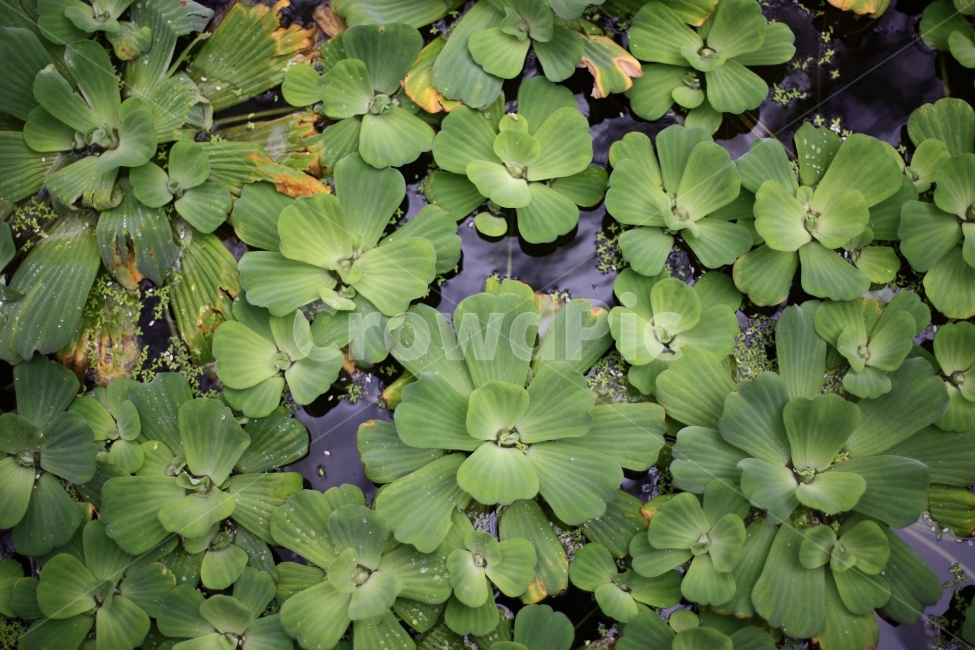 식물원,여행,식물,열대식물,풍경,식물,자연,plants,nature