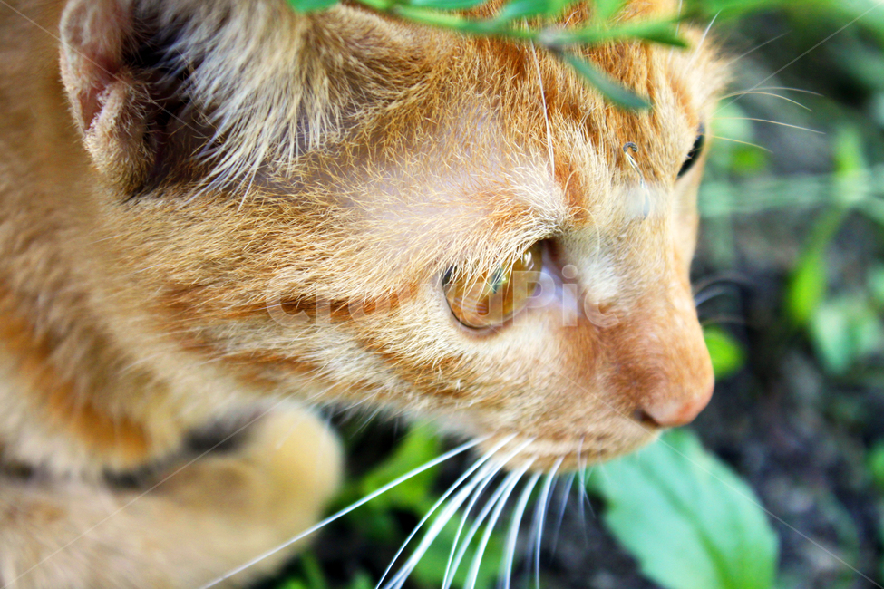 고양이,동물,야외,자연,closeup,kitty,길고양이,pet,애완동물,abyssinian