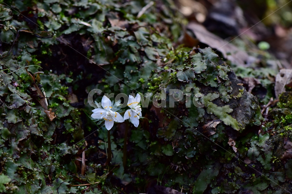너도바람꽃,야생화,봄,꽃,풀꽃,자연,식물,식생,감성,힐링,plants,nature,spring,season,flower,emotion,feeling,흰색,초본,너도바람꽃속