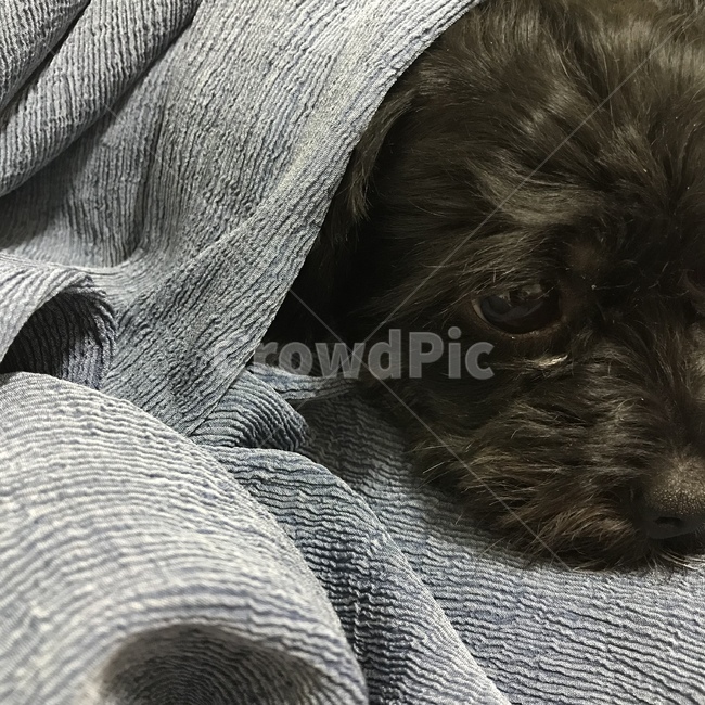 강아지,애견,반려견,친구,우울,위로,동물,animal,포유류,mammal,개,강아지,dog,doggy