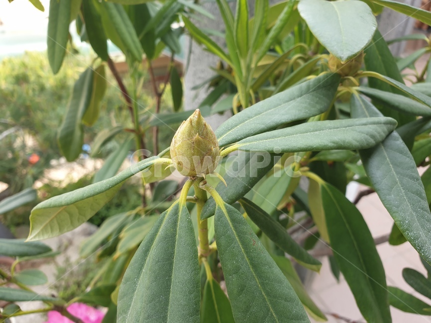 plant,식물,leaf,잎,만병초,나무,예쁜꽃,핑크꽃,만병초꽃봉오리,식물,자연,plants,nature