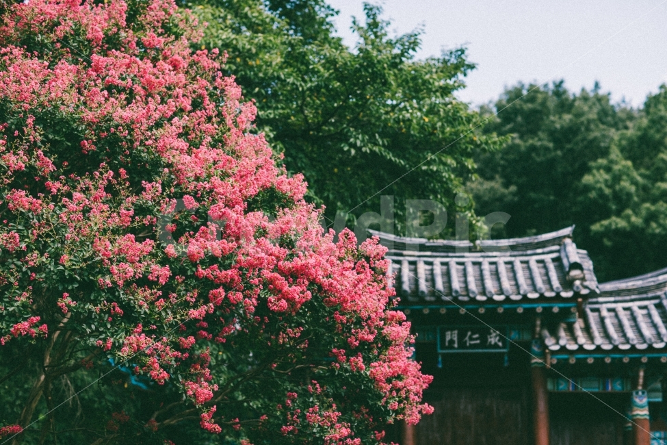 육신사,배롱나무,백일홍,문화재,여름풍경,여행,대구,칠곡,랜드마크,landmark,tourist attraction,한국전통,한국문화,korean traditional,korean culture,감성,sensible,feeling