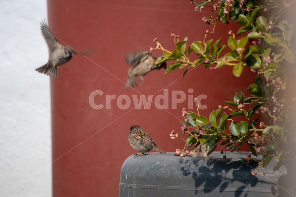 참새,조류,새,날아올라,친숙한,친근한,동물,animal,조류,새,birds