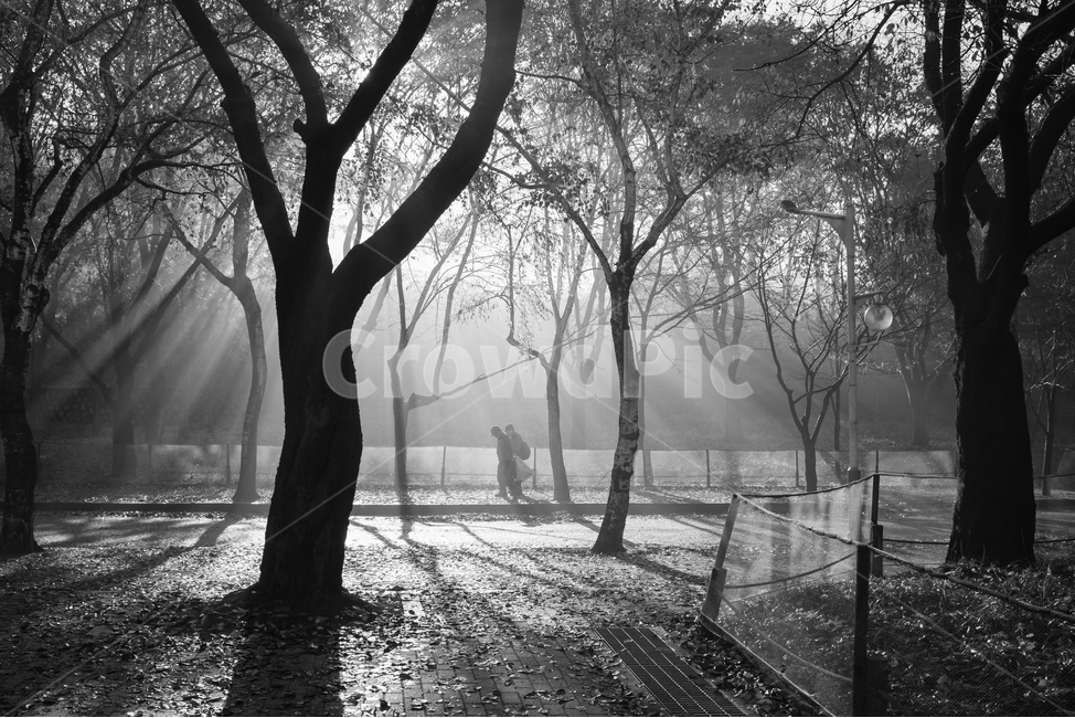 accompany,tree backlight,tree silhouette,forest of trees,Incheon Grand Park,shine