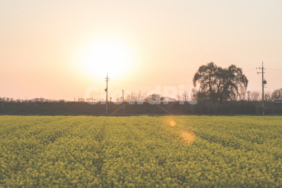 유채꽃,꽃,들판,노을,일몰,해,태양,노랑,풍경,flower,field,sunset,sun,yellow,자연,nature,봄,계절,spring,season,자연,풍경,nature,landscape,감성,sensible,feeling,outdoors,옥외,들,grassland,목초지,rural,농촌,farm,농장,meadow