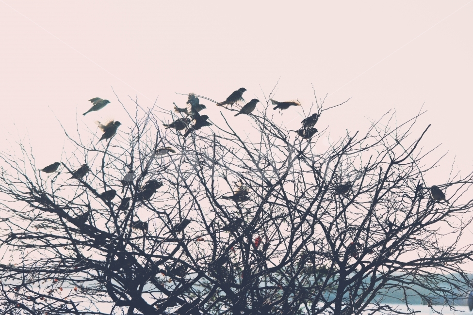 겨울,나무,새,정취,풍경,강,고요,아침,경관,자연,풍광,nature,landscape,한국자연풍경,한자연경관,koreanaturelandscape,감성,감정,sensible,feeling,emotion,계절,season,마을,rural,한국전통,한국문화,koreatraditional,koreaculture,plant,trees,wood,겨울,계절,winter,season,식물,자연,plants,nature,나무,trees,wood,동물,animal,조류,새,birds,흑백,모노톤,monochrome,black and white