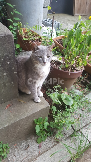 pottery,도기류,pottedplant,화분,jar,항아리,병장식,plant,식물,고양이,cat